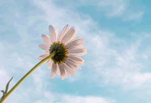 大瓜来了：小妲己直播被曝光 · 爆笑1608